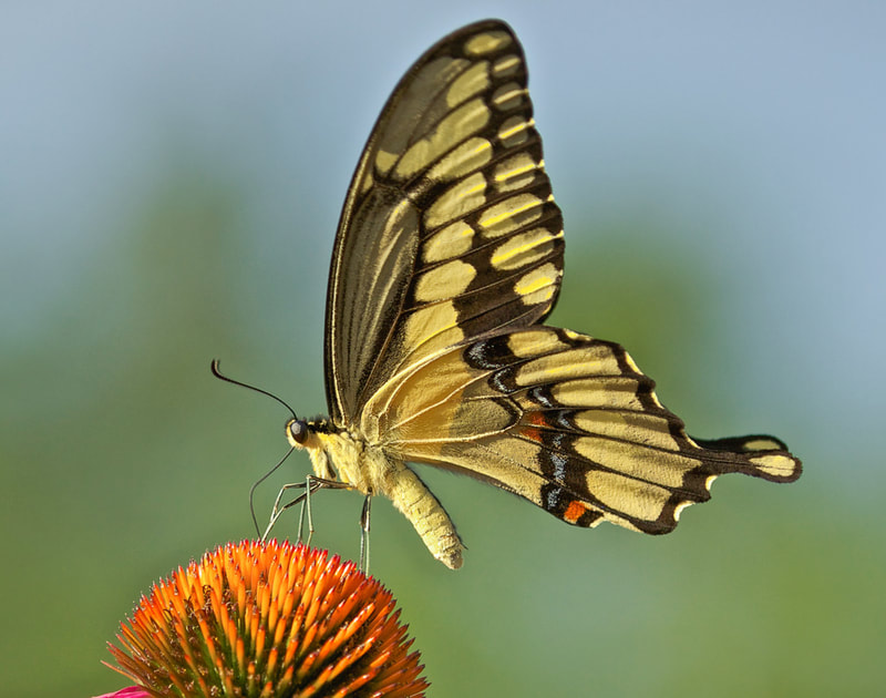 Butterfly, Wisconsin Trails