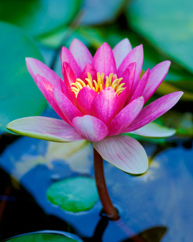 Water lily flower, pink