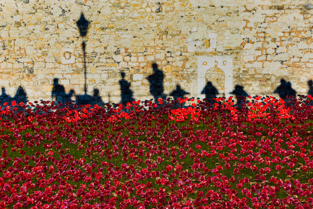 Remembrance poppies in the moat, Tower of London, 2014 art installation