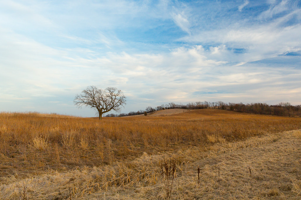 Lone tree, Nebraska, blue sky