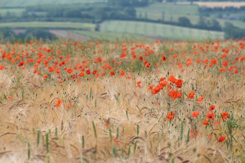 A field of red poppies, English countryside