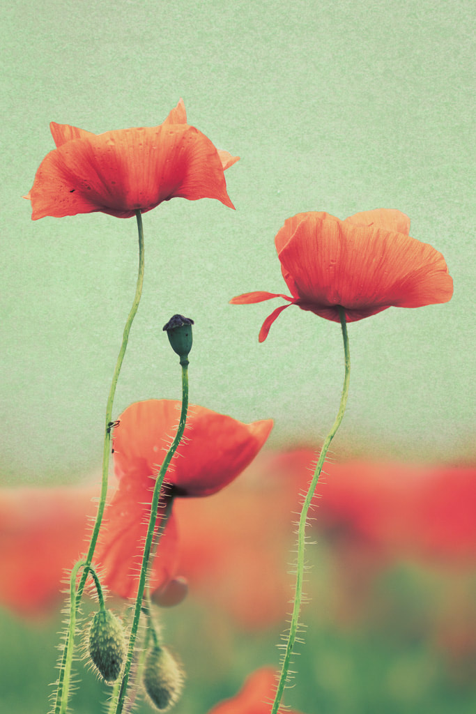 red poppies against a green background