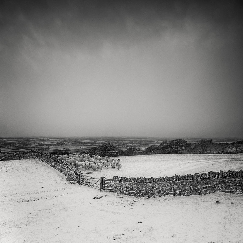 Snowy fields with sheep, Cotswolds, monochrome