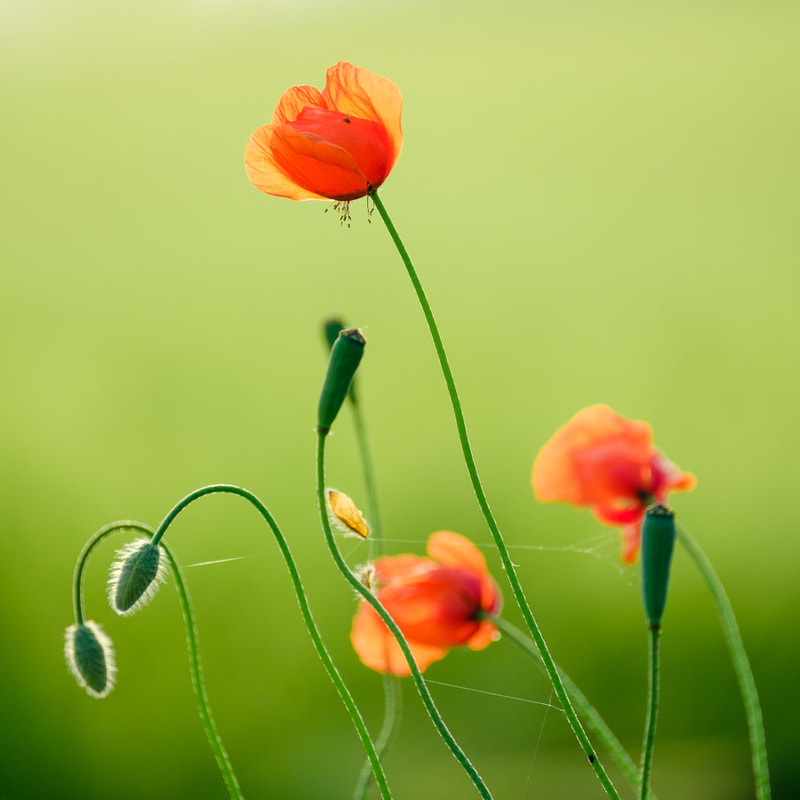 red poppies, green background