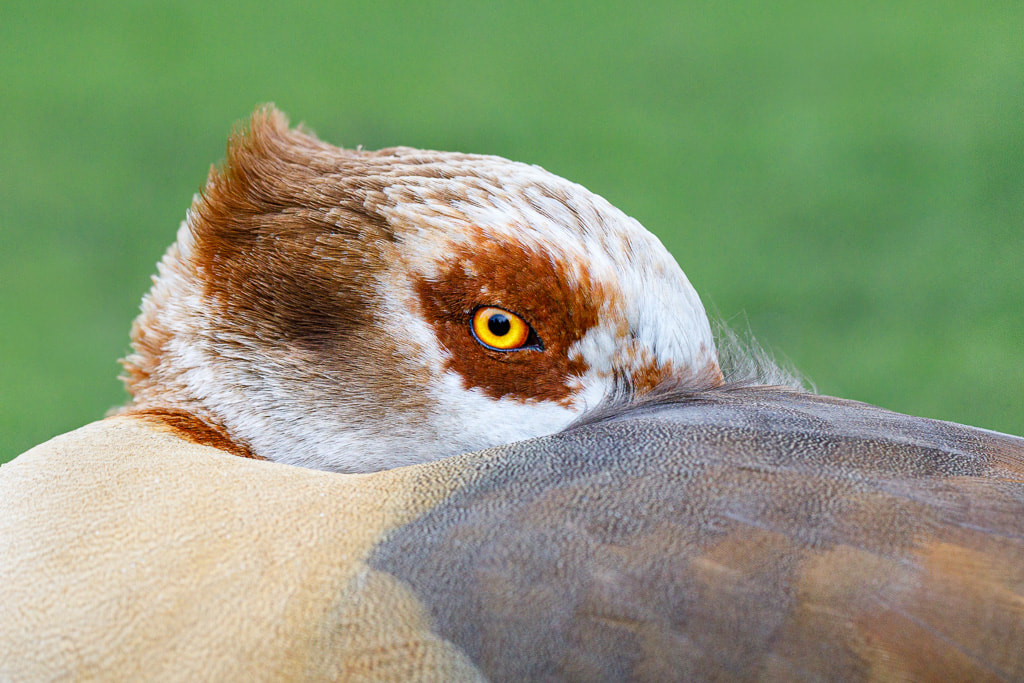 Egyptian Goose, eye close up