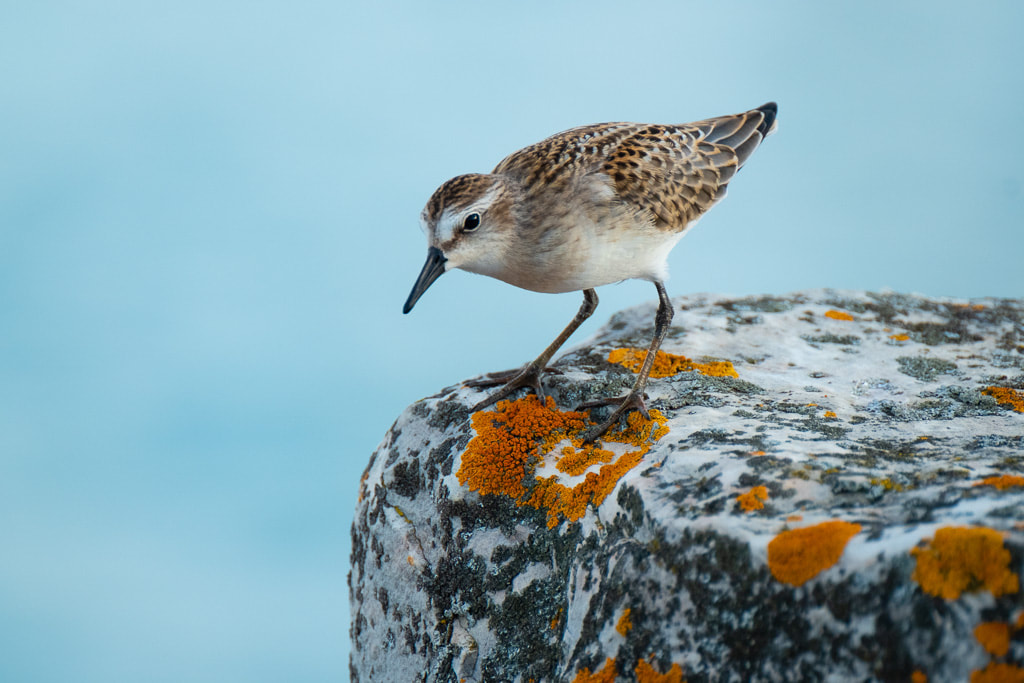 Sanderling, Lake Michigan, Wisconsin, bird on a rock