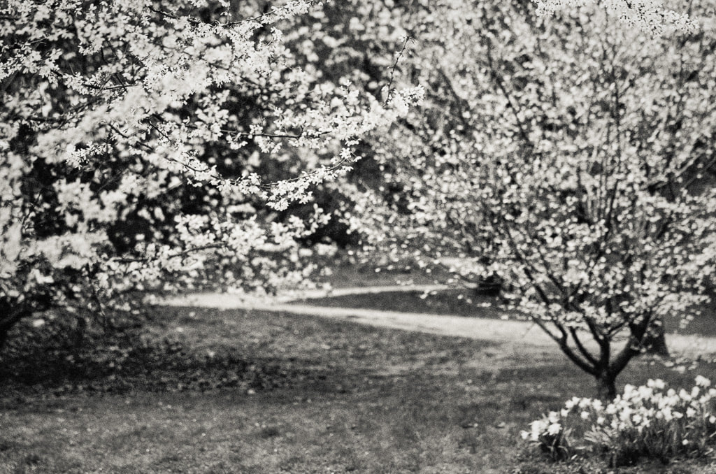 Trees in blossom, monochrome, film camera
