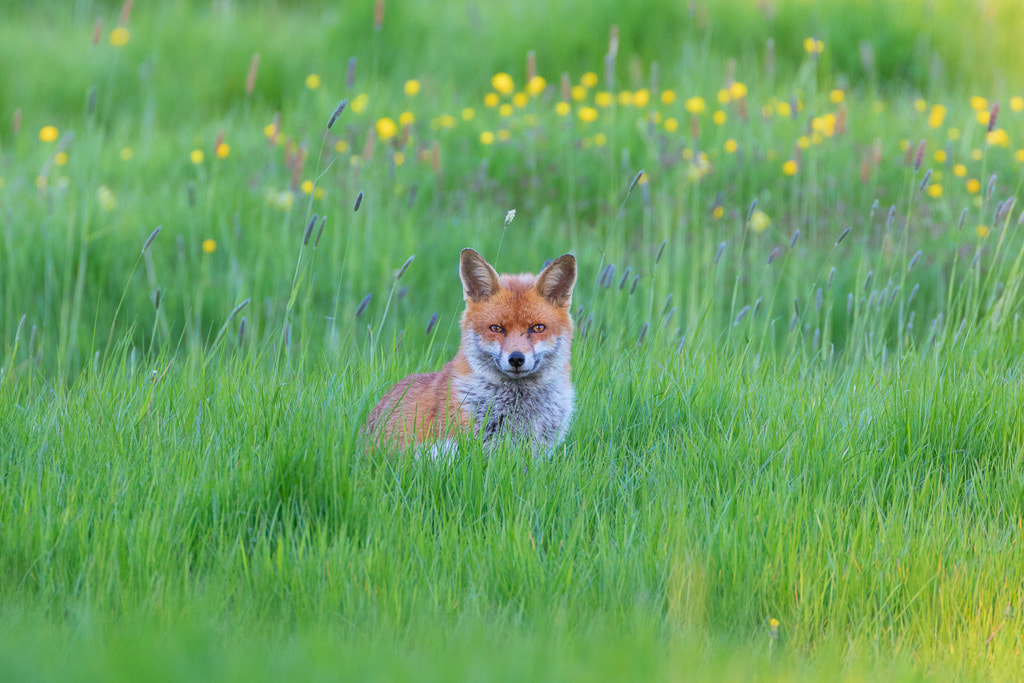 Red fox in a field with spring flowers