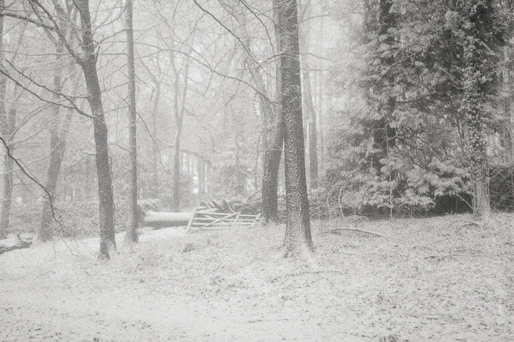 Snowy woodland, Cotswolds, monochrome, film image
