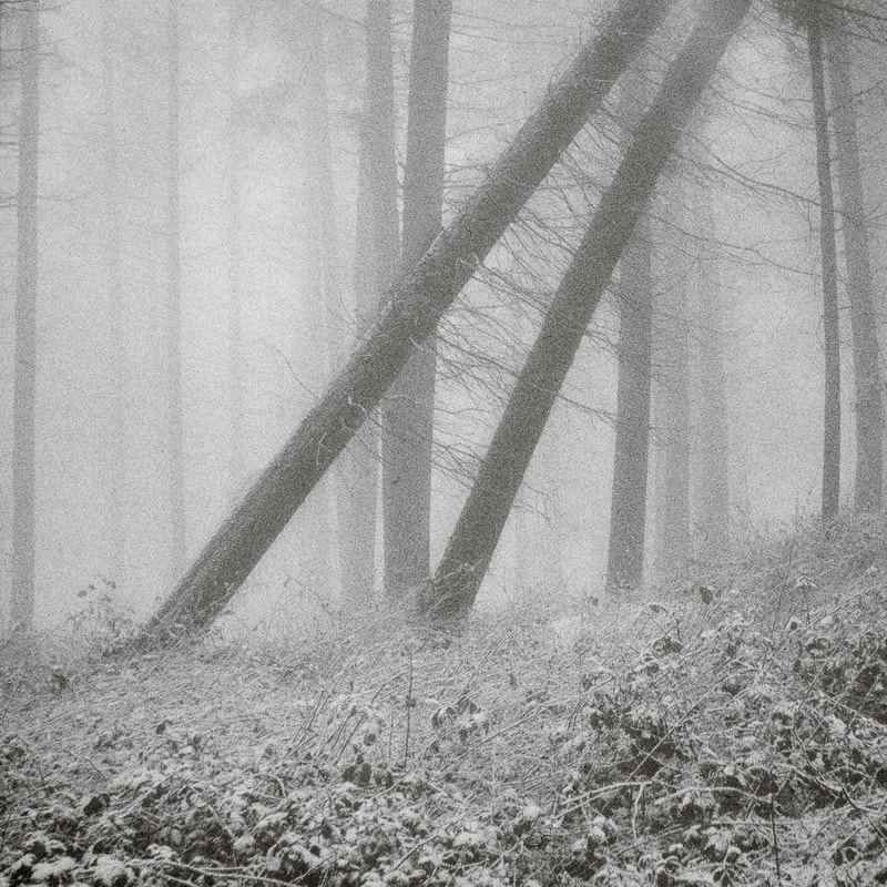 Snowy woodland, Cotswolds, winter, monochrome, film image