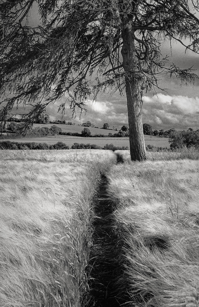 Field with a path leading past a tree, English countryside, film image, Canon EOS 3