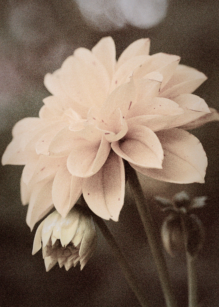 Dahlia, flower, film camera, vintage look