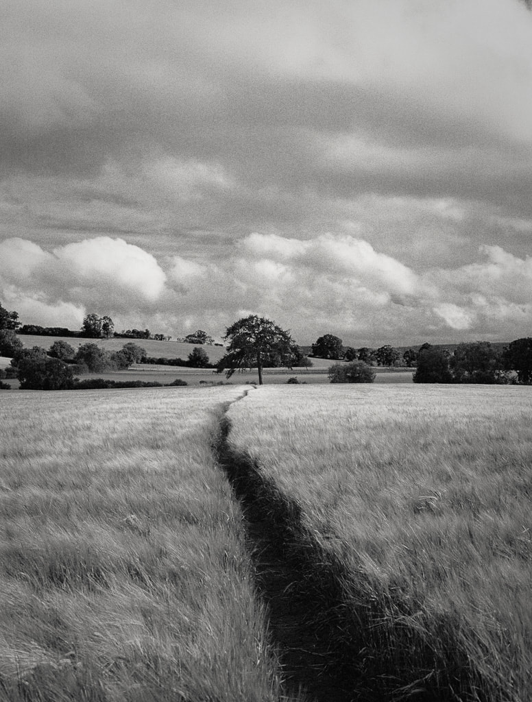 A field in the English countryside, film image, monochrome, Canon EOS3 colour film