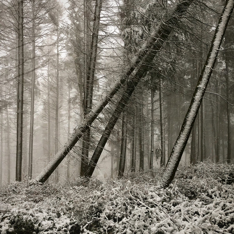 Snowy woodland, falling trees, Cotswolds, monochrome