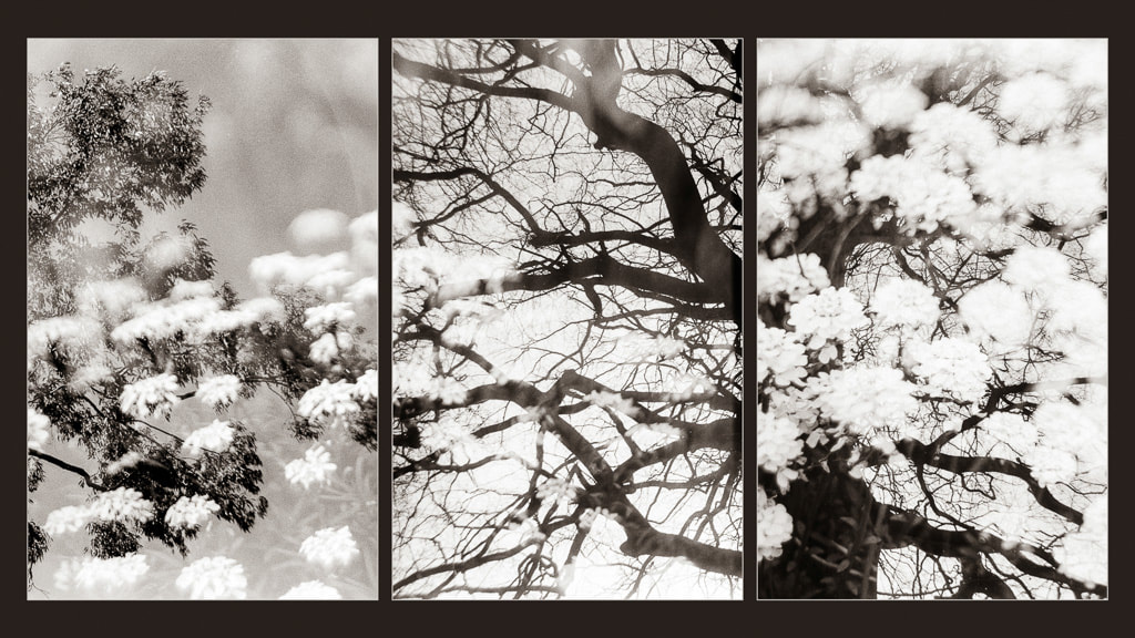 Triptych, spring blossom, trees, monochrome