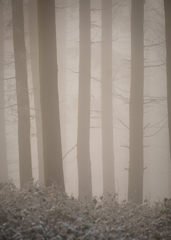 foggy woodland, winter, snow, Broadway, Cotswolds