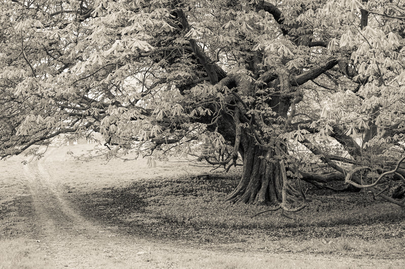 Ancient Tree, Mickleton Woods, monochrome