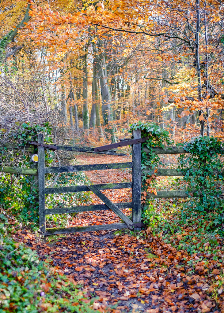 Autumn Gate, woodlands, autumn colours