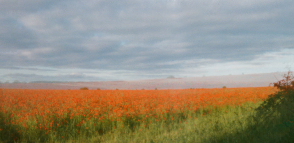 Poppy Field, poppies, colour pinhole photograph, Scura 35mm