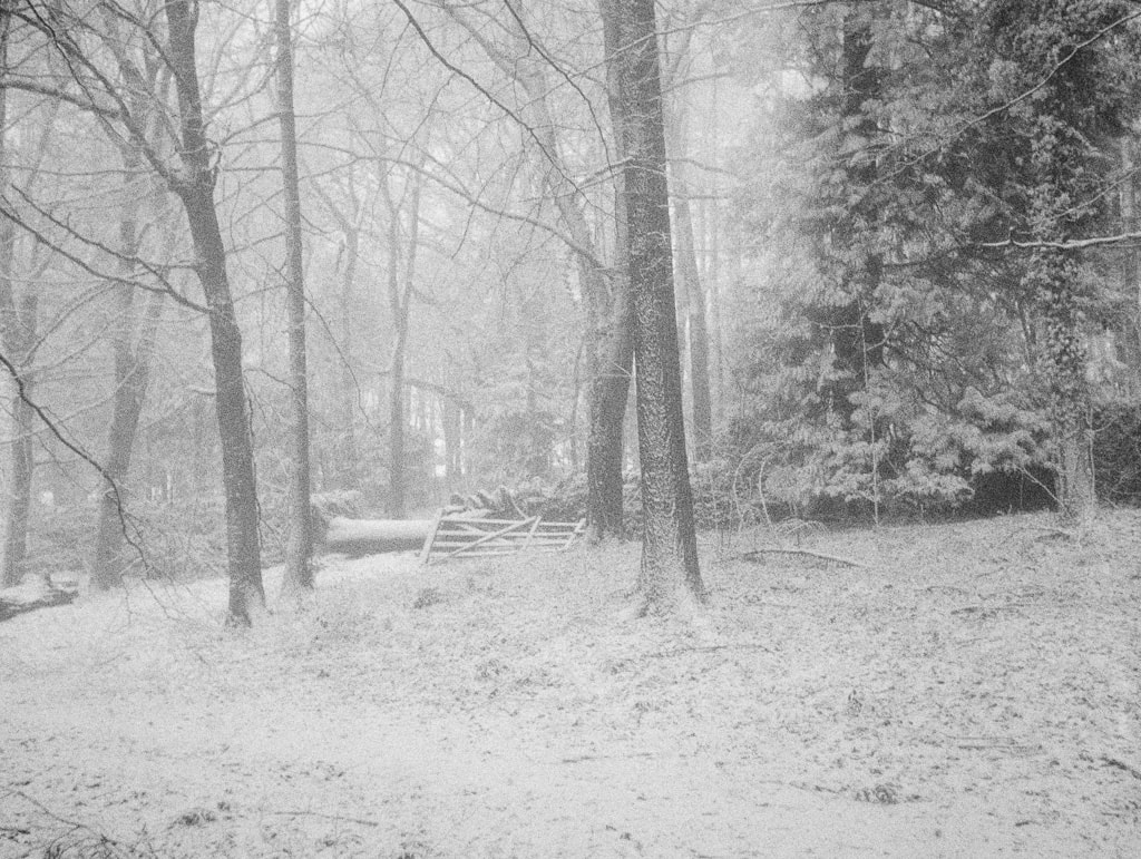 Snowy woodland walk, Broadway woods, Cotswolds, film camera, monochrome