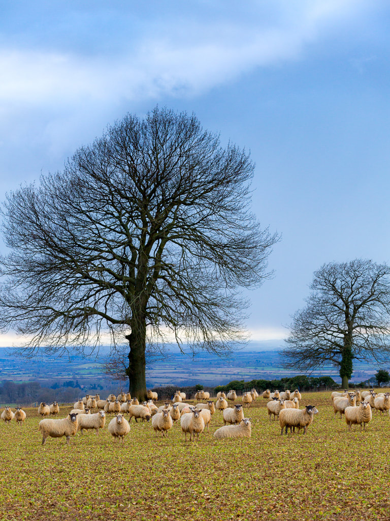A field of sheep, winter trees, English countryside