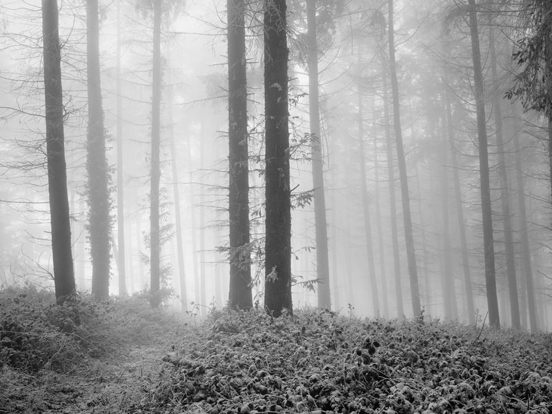 foggy woodland, winter, Broadway, Cotswolds, monochrome