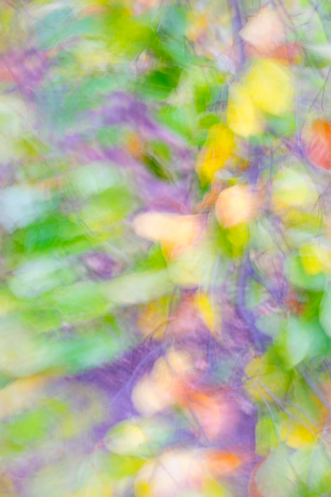 Abstract image of colourful leaves