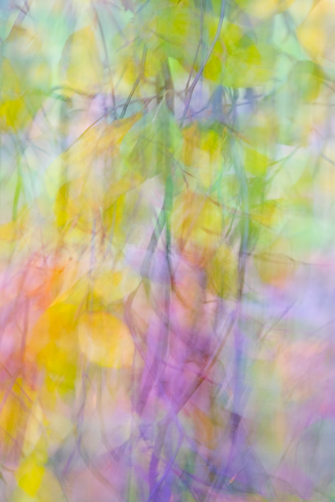 Abstract image of colourful leaves 2